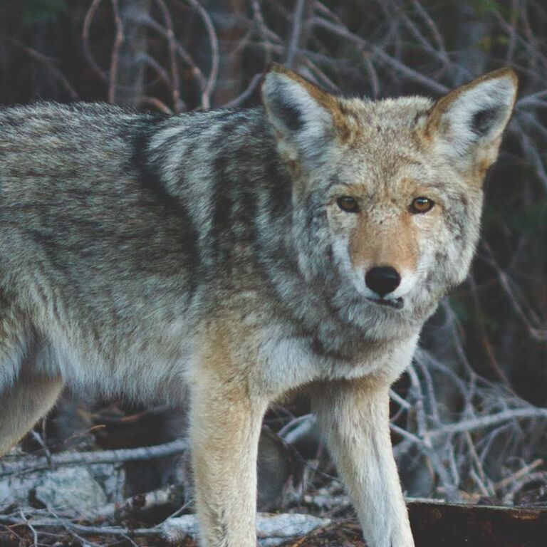 Ein Wolf der auf steht und auf einen zu sieht